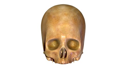 Obraz premium Skull anatomy 