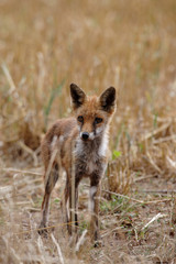Red Fox, Vulpes vulpes
