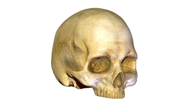 Human skull anatomy illustration