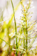 Closeup dew on grass