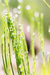 Fototapeta na wymiar Closeup dew on grass