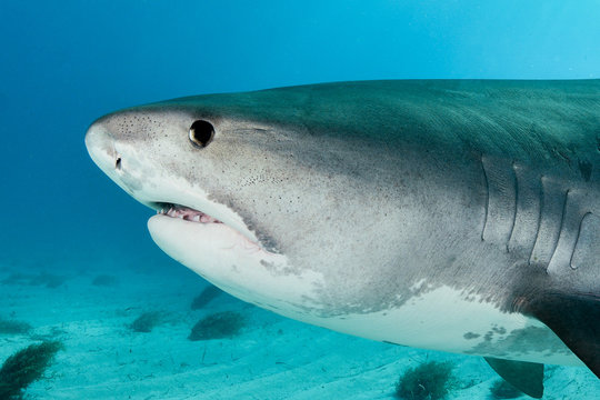 Shark face