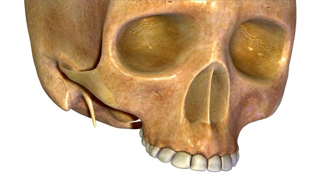Human skull anatomy illustration