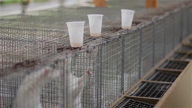 Fur Farming Industry. Farm on mink breeding. Mink farming industry.  The white minks in the cage.