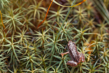 Fototapeta premium Small forest frog on grass