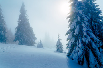 Beautiful mountain snowy landscape and snow covered trees.