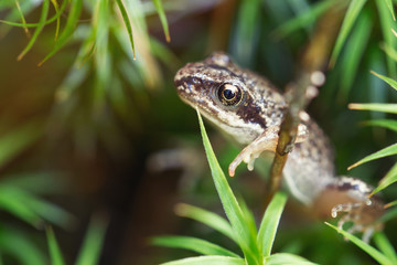 Small forest frog in grass