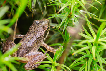Small forest frog in grass