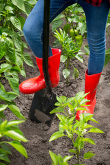 Fototapeta premium Feet in red rubber boots on black metal shovel at garden