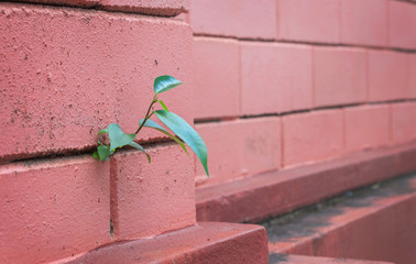 brick walls with green young plant .