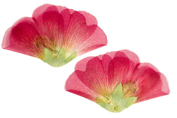 Pressed and dried scarlet flower mallow