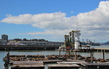 San Francisco Pier 39, place for sealions