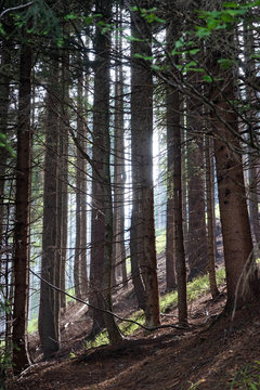 Pine trees © Valery Shanin