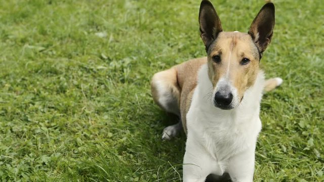 Smooth Collie pet dog lying on lawn in the garden