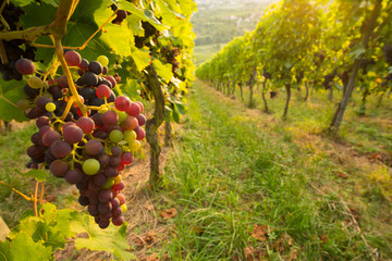Weintrauben im Weinberg im Sommer