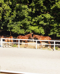 Pair of young brown horses behind white fence corral in summer sunny day