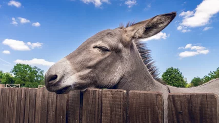 Foto auf Acrylglas Esel Esel am Zaun im Streichelzoo
