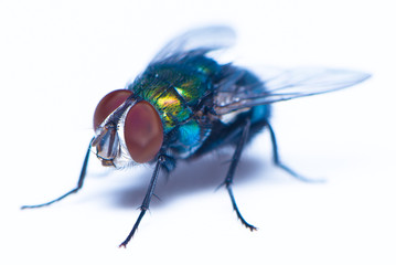 A house fly on the white background