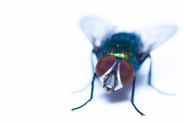A house fly on the white background
