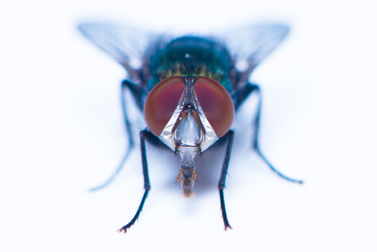 A house fly on the white background