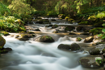 Fototapeta na wymiar Mountain river in the forest