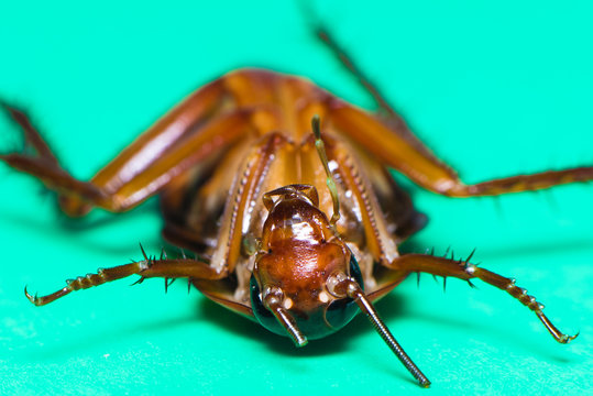 Dead cockroach on the green background