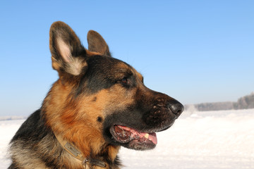 German shepherd dog on snow in winter day
