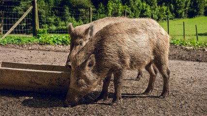 Fütterung von Wildschweinen im Wildpark