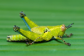 Grasshopper on the green banana leaf