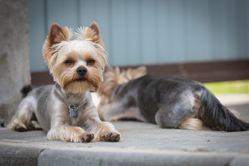 Yorkshire terriers wait for the owner