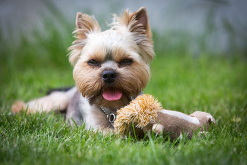 Yorkshire terrier plays on a green grass