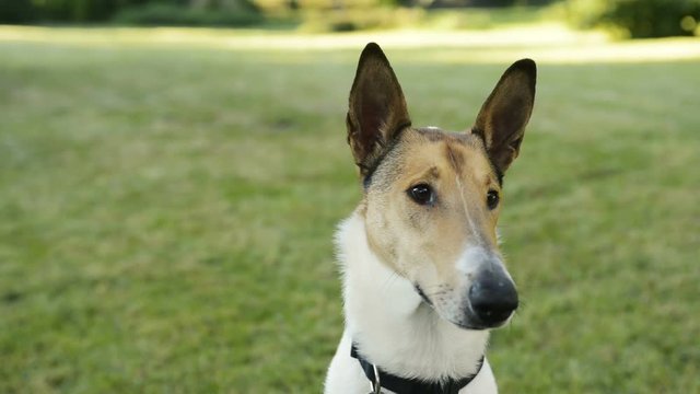 Portrait of Smooth Collie pet dog