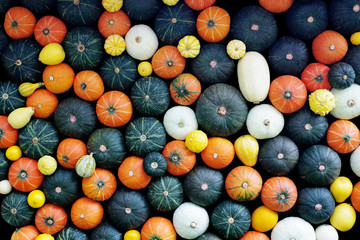 Top view of pumpkins and squash on black background, autumn harv