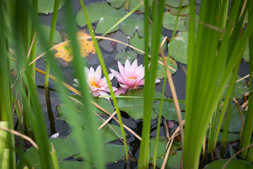 Beautiful pink water lilies on pond surface