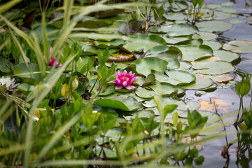 Beautiful water lily in pond at park