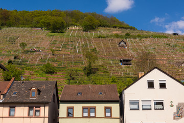 Fototapeta na wymiar Green Blue Sky Outdoor Vineyard from Bottom Village Germany