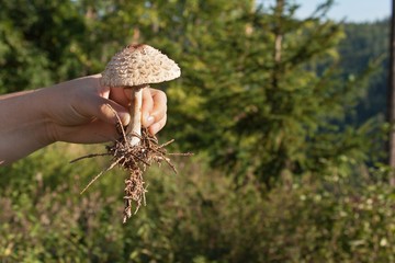The Parasol Mushroom (Macrolepiota procera). The harvesting of mushrooms.