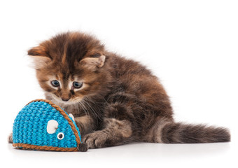 Cute fluffy kitten