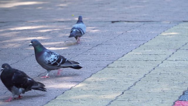 Two doves in the city square. Pigeons in search of food