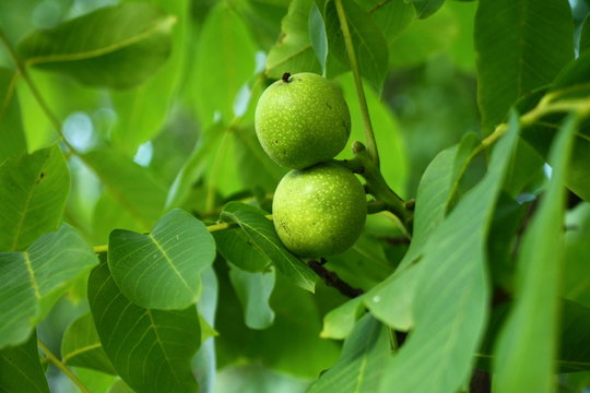Two growing walnuts on the branch