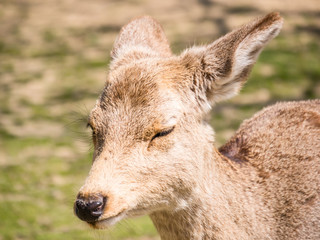 deer