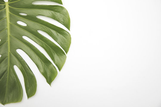 Fototapeta Large green tropical leaf from the monstera plant
