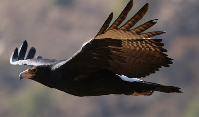 Verreaux's Eagle (Black Eagle), Aquila verreauxii, at Walter Sis