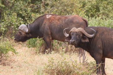 Group of Buffalo in tsavo National Park, Kenya