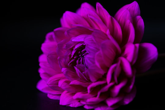 close up of a dahlia on black background