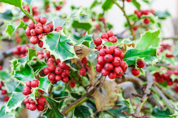 Holly branches with fruits (Ilex aquifolium)
