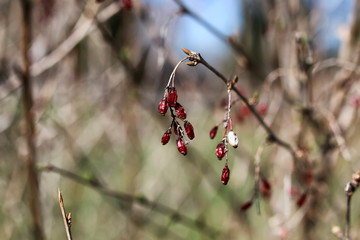 berry barberry at sunset