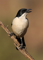Southern Boubou, Laniarius ferrugineus, at Walter Sisulu Nationa