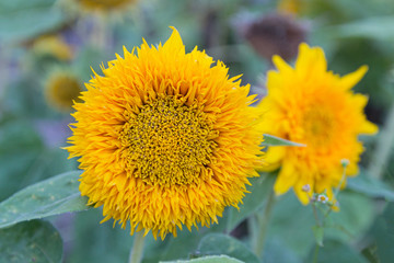 Yellow sunflowers in a meadow close-up. Flowers and gardens