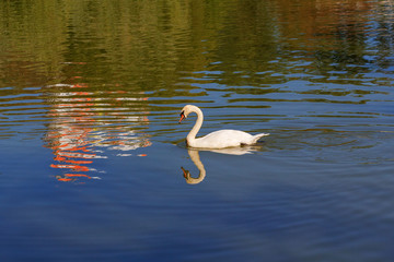 White swan on the water surface of the pond. Birds